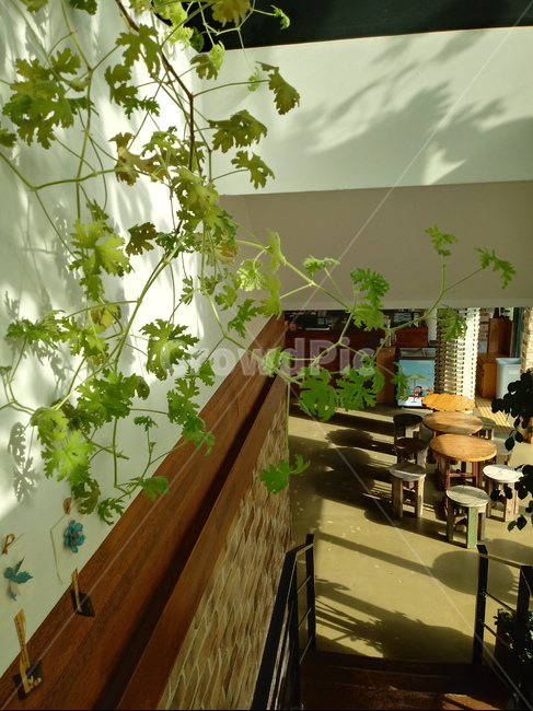 식물,wood,나무,탁자,의자,실내,식물,자연,plants,nature,인테리어,실내디자인,interior design