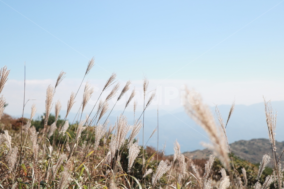 신불산,갈대,억새,갈대밭,억새밭,영남알프스,식물,가을,계절,fall,autumn,season,grass,잔디,plant,lawn