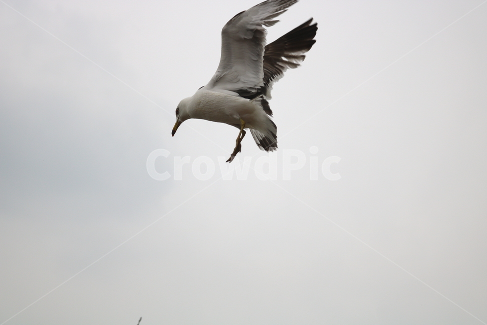 갈매기,새,조류,동물,하늘,동물,animal,조류,새,birds