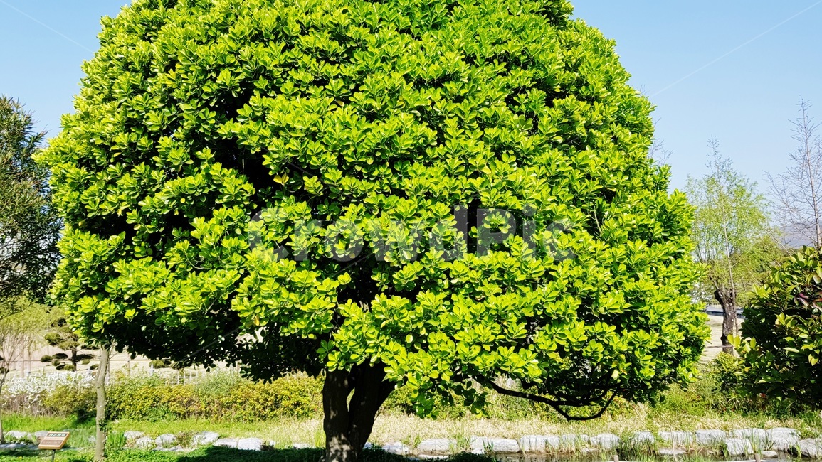 정원,가든,나무,공원,봄나무,식물,자연,plants,nature,나무,trees,wood