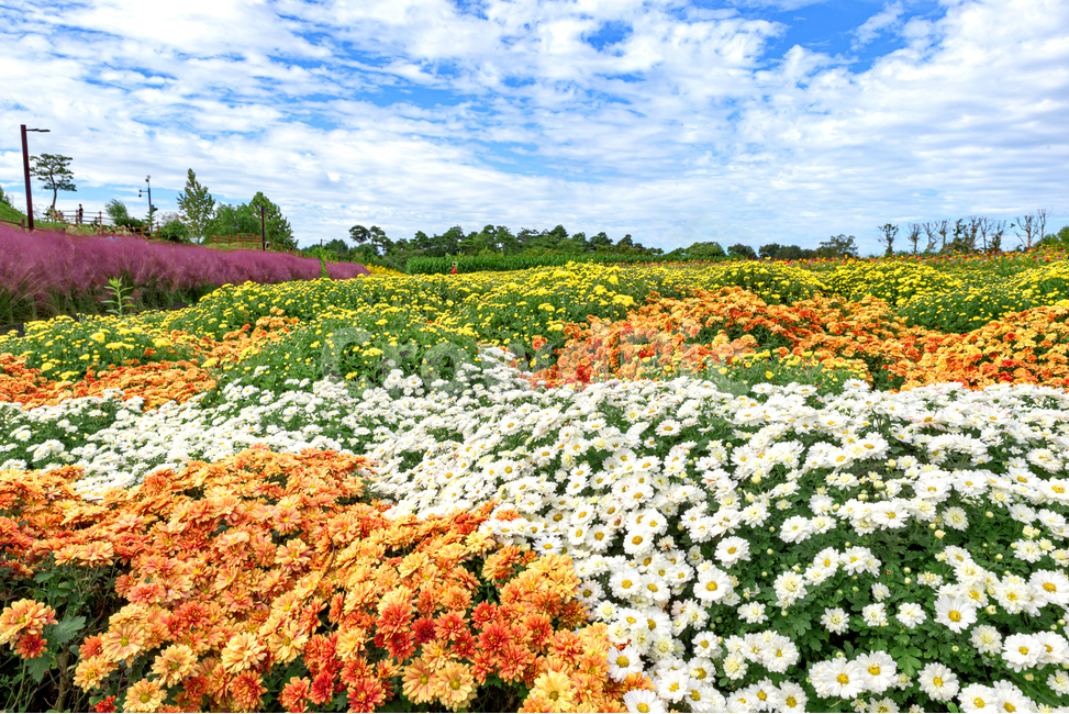 국화,가을꽃,들꽃,구름,파란하늘,plant,식물,blossom,flower,꽃,bluesky