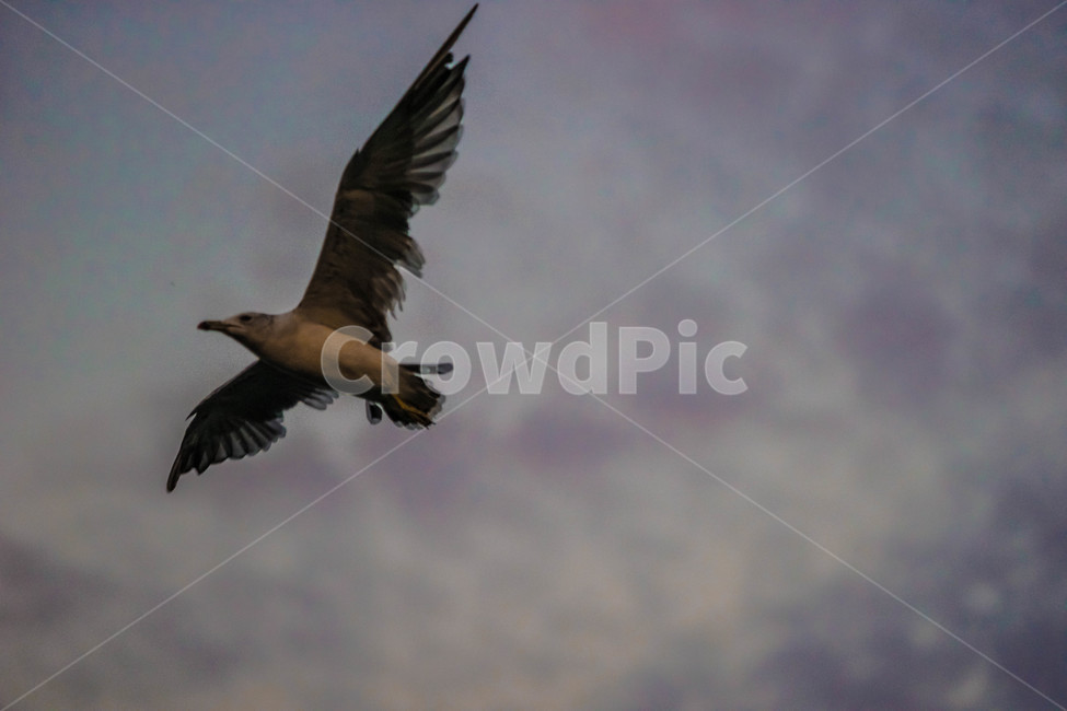 animal,동물,bird,새,flying,갈매기