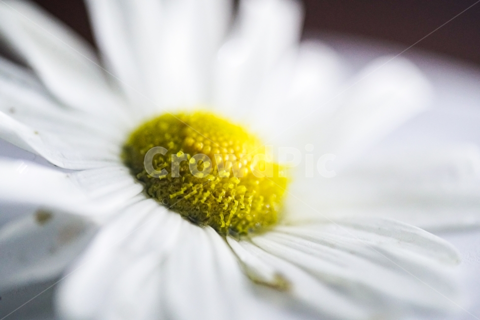 꽃,수술,야생화,접사,들꽃,매크로,식물,자연,plants,nature,꽃,flower