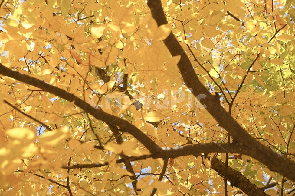 노란색,노랑,단풍,단풍나무,가을,fall,가을,계절,fall,autumn,season,식물,자연,plants,nature,나무,trees,wood,tree,plant,tree trunk,나무 줄기,leaf,잎