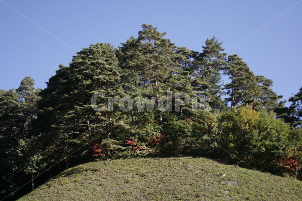 나무,식물,plant,가을,하늘