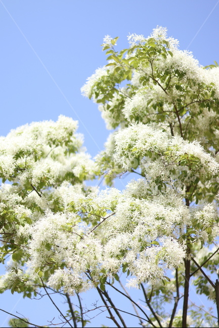 이팝나무꽃,흰색,봄,파랑하늘,맑음,식물,자연,plants,nature,꽃,flower