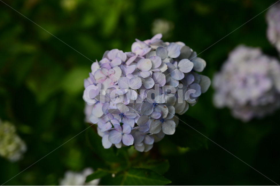 꽃,flower,수국,hydrangea,식물,자연