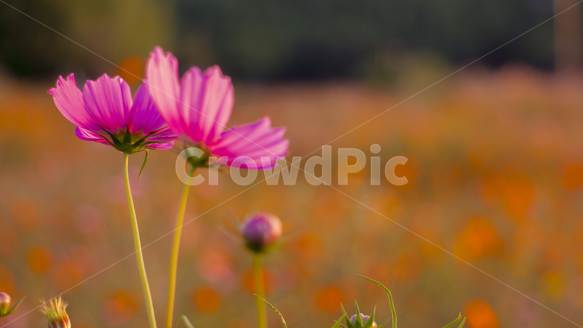 꽃,핑크,경치,자연,풍경,nature,식물,season,가을,계절,fall,autumn,가을,계절,fall,autumn,season,식물,자연,plants,nature,꽃,flower,plant