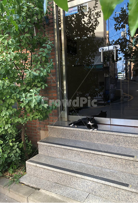 고양이,cat,검정고양이,여름,턱시도,cute,귀여운