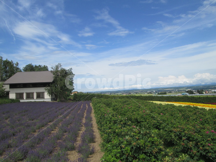 라벤더,꽃,자연,하늘,꽃밭,옥외,자연,풍경,nature,landscape,outdoors