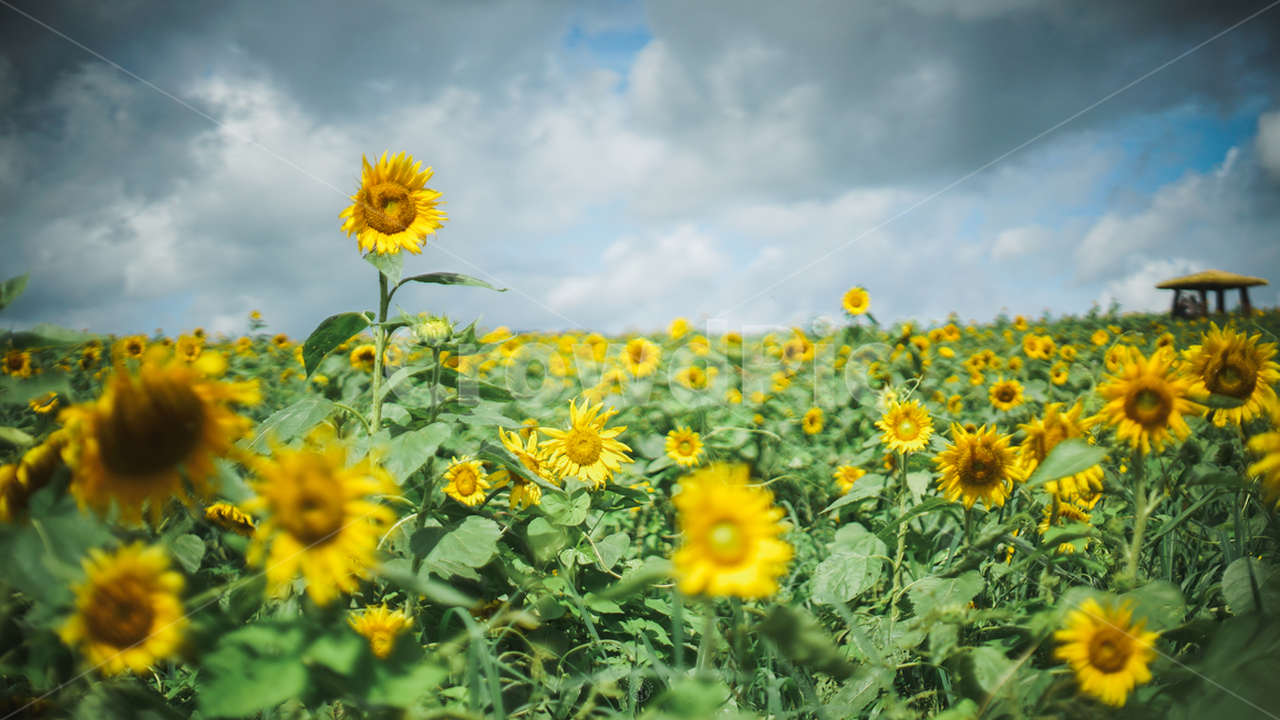 해바라기,하늘,여름꽃,여름,꽃,해바라기꽃,오두막,여름,계절,summer,season,자연,풍경,nature,landscape,식물,plants,꽃,flower,plant,blossom