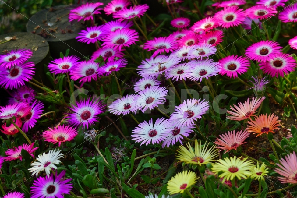 리빙스턴데이지,꽃,플라워,식물,자연,봄,5월,flower,nature,spring,꽃사진,감성,감성사진,힐링,힐링사진,느낌,분위기,화사한,화사하다,밝은,밝다,싱그러운,싱그럽다,싱싱하다,싱싱한,순수,순수하다,순수한,깨끗한,깨끗하다,깨끗,feel,feeling,식물,자연,plants,nature,꽃,flower