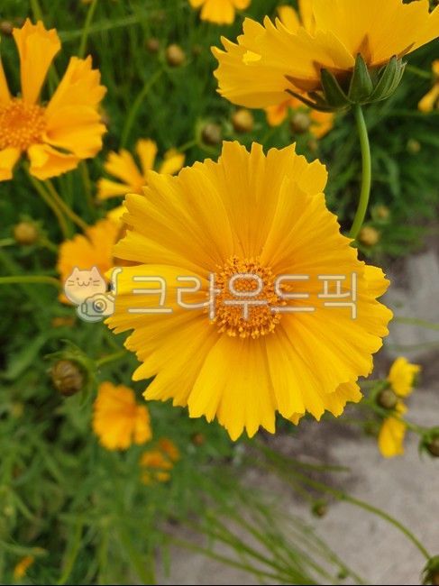 꽃, 자연, 식물, 노랑, flower, 사진,이미지,일러스트,캘리그라피 - Nnayoung2533작가