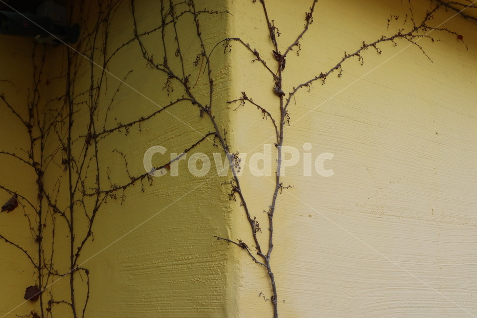 벽,나무,tree,식물,wood,식물,자연,plants,nature