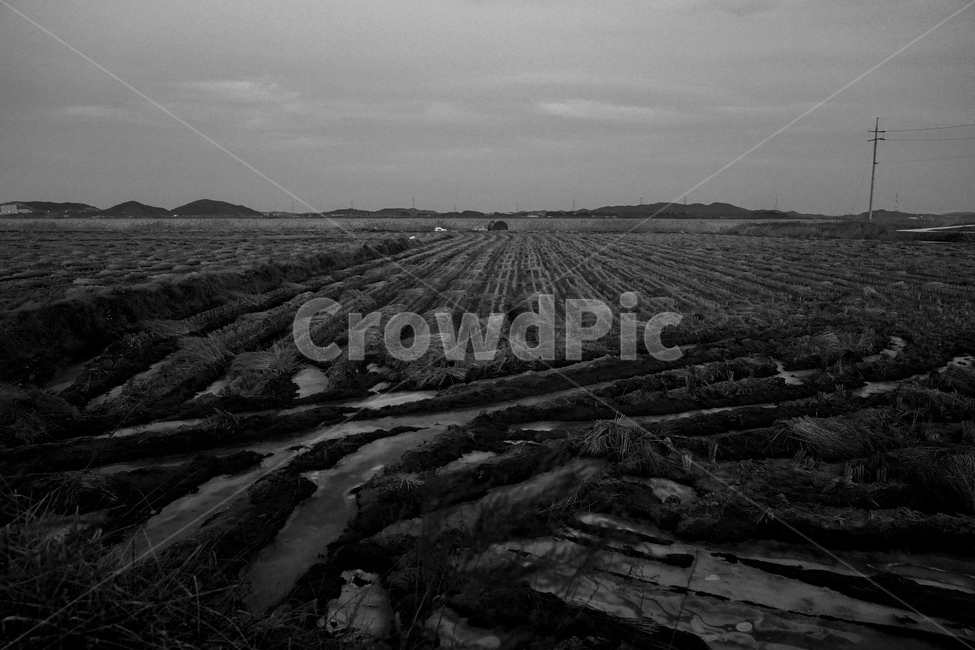 논,논밭,얼음,겨울,추위,메마릉,흑백사진,자연,풍경,nature,landscape,흑백,모노톤,monochrome,black and white,outdoors,옥외,ground,바닥