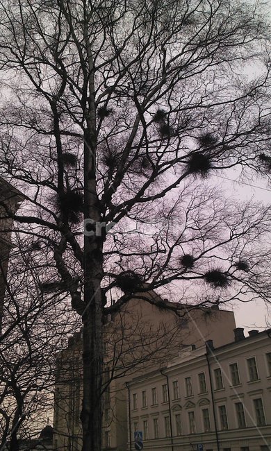 나무,새둥지,겨울나무,건물,tree,building,winter,겨울