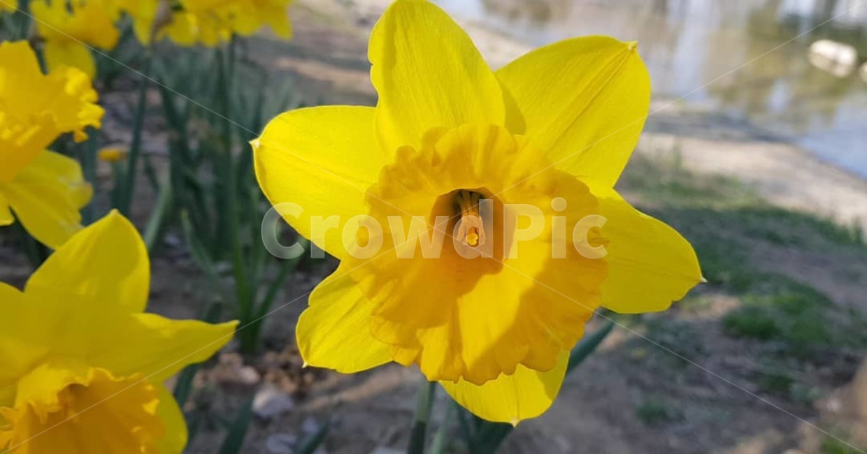 꽃,flower,daffodil,수선화,plant,식물,병장식,봄,blossom