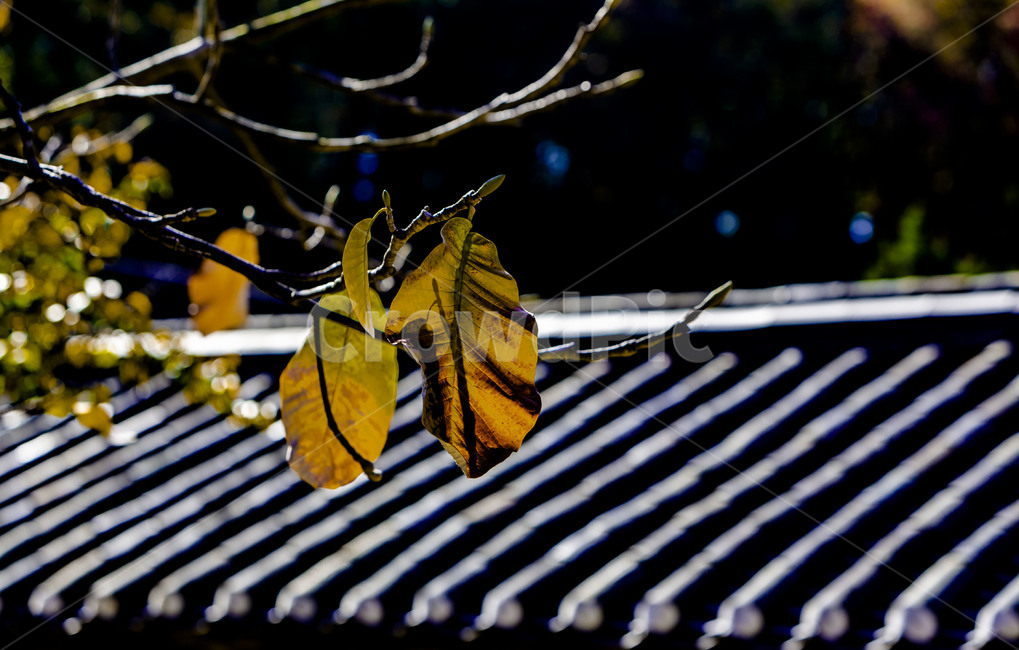 가을,낙엽,단풍,기와,지붕,기와지붕,자연,풍경,가을,계절,fall,autumn,season,leaf,잎,plant,식물