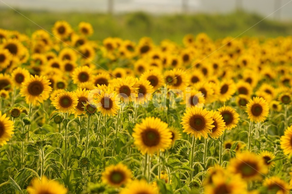 해바라기,가을,꽃,자연,풍경,nature,식물,여름,태양,sunflower,summer,fall,autumn,season,노란색,감성,여름,계절,summer,season,가을,fall,autumn,식물,자연,plants,nature,꽃,flower,plant,blossom