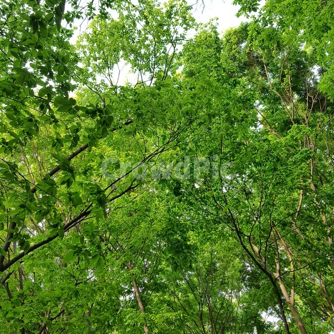 나무,자연,숲,green,nature,tree,fresh,피톤치드,초록색,초록,녹색