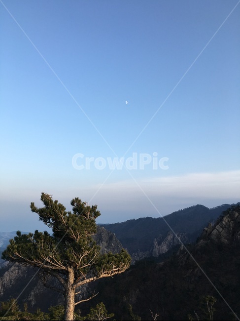 nature,자연,outdoors,옥외,설악산소나무,자연,풍경,nature,landscape