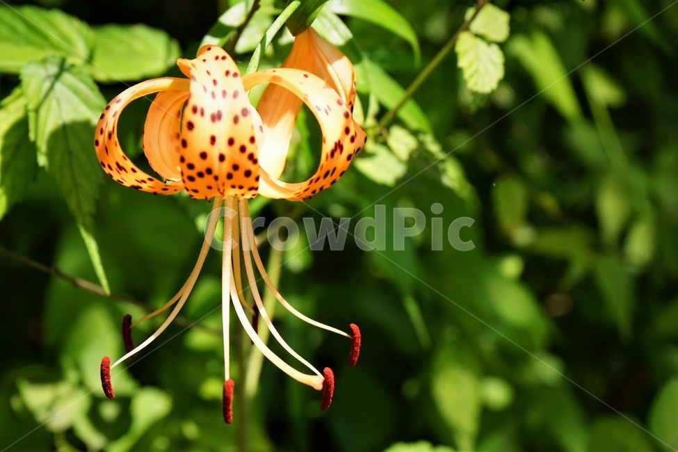 참나리,자연,반점,호랑이,숲속,tigerlily,crumblelily,nature,tiger,forest,woods,식물,자연,plants,nature,꽃,flower