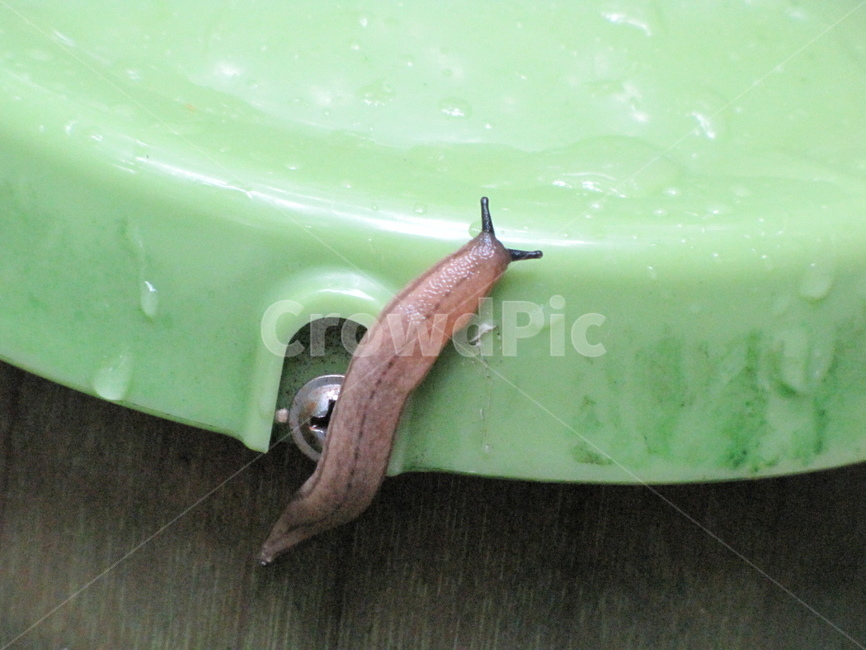 달팽이,snail,insect,nature,green,자연,곤충,초록,비오는날,비,rain,동물,animal