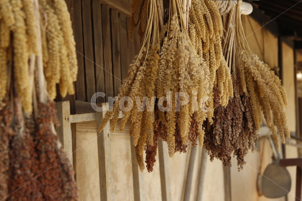 plant,식물,food,음식,grain,곡물,농촌,시골