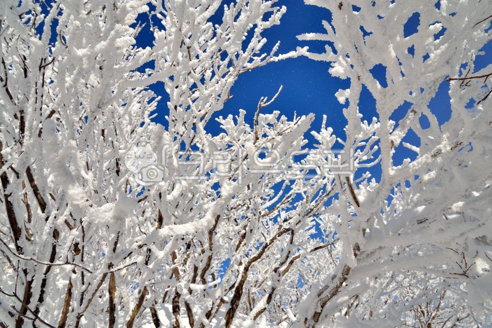 덕유산,설경,화창한,분명한,하얀색,햇빛,하늘,쌀쌀한,추운,겨울,눈,나무,파란색,가지,눈이내리,sunshine,icy,snowy,white,winter,sky,snow,branches,tree,clear,blue,sunny,cold