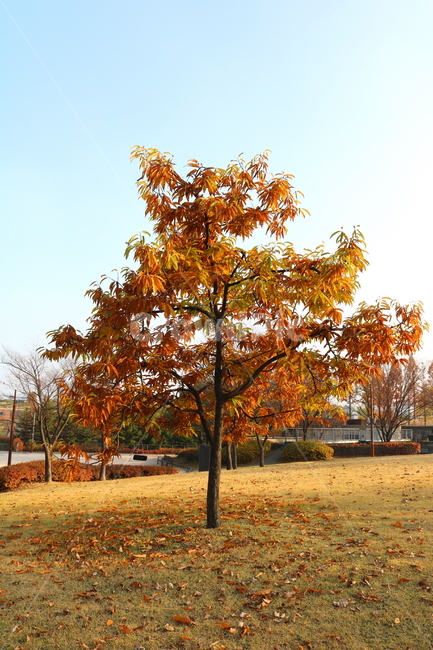 나무,밤나무,식물,단풍,낙엽,가을,풍경,공원,선유도공원,산책길,가을,계절,fall,autumn,season,자연,풍경,nature,landscape,식물,plants,나무,trees,wood,tree,plant,leaf,잎