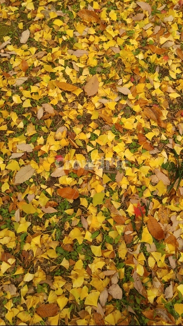낙엽길,낙엽,fallenleaves,은행나무잎,ginkgoleaves,leaf,잎,바닥,ground