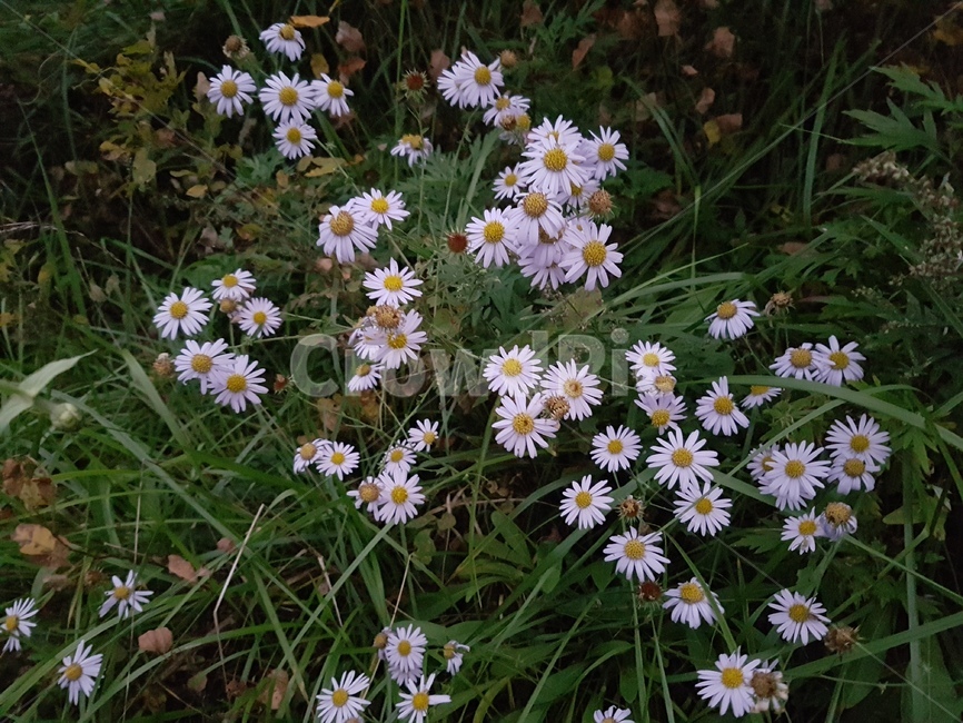 식물,daisy,데이지,flower,blossom