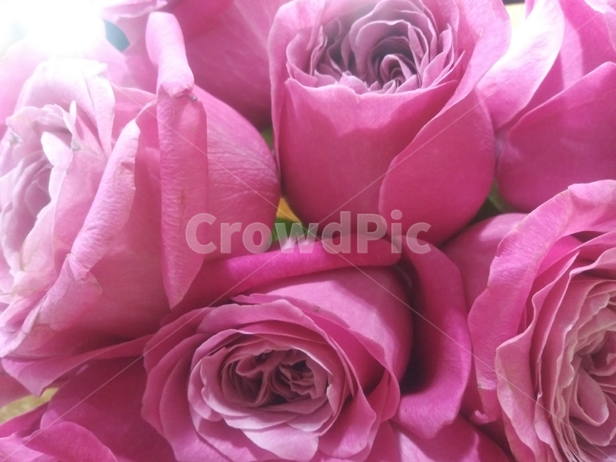 축하,분홍장미,분홍,blossom,꽃,flower,rose,장미,plant,식물,봄