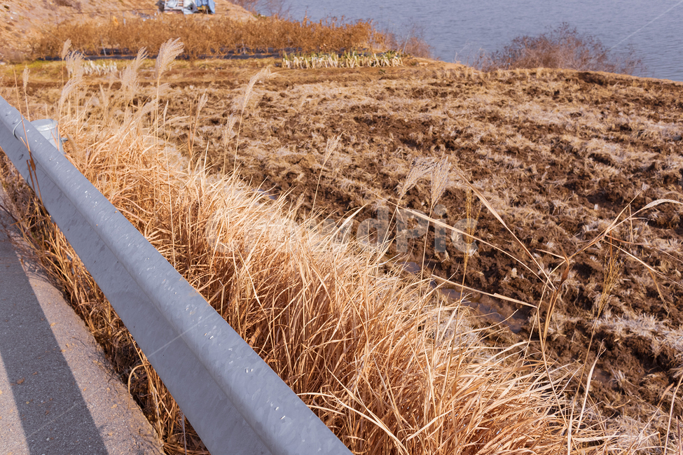 plant,식물,grass,잔디,ground,갈대