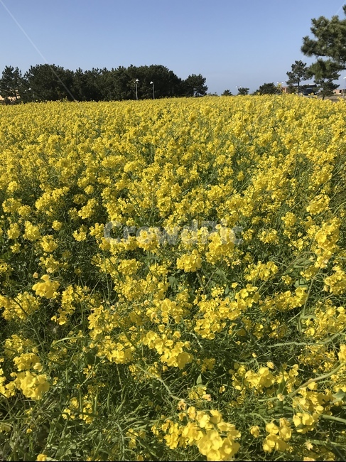field,들,plant,식물,유채꽃,봄,제주도,노랑,자연,꽃,식물,자연,plants,nature,꽃,flower