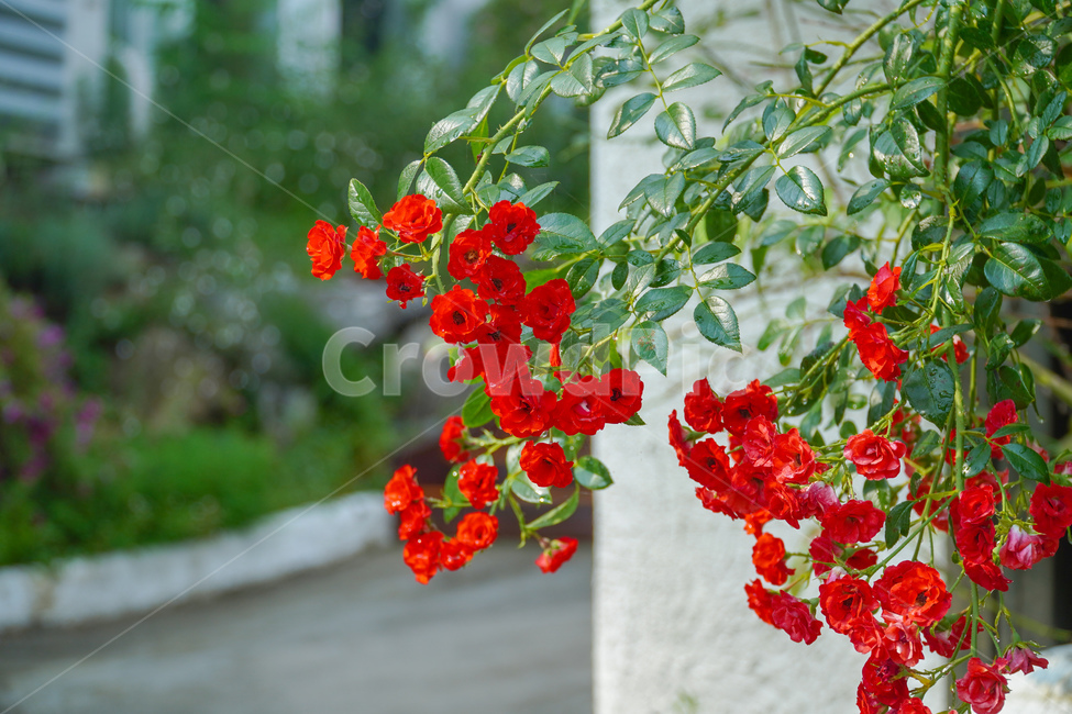 plant,식물,장미,빨간색,꽃,식물,자연,plants,nature,꽃,flower
