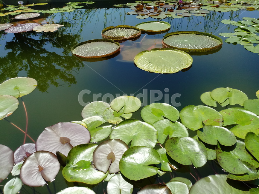 수련,다년생초본식물,수생식물,이판화,쌍자엽식물,자우련,waterlily