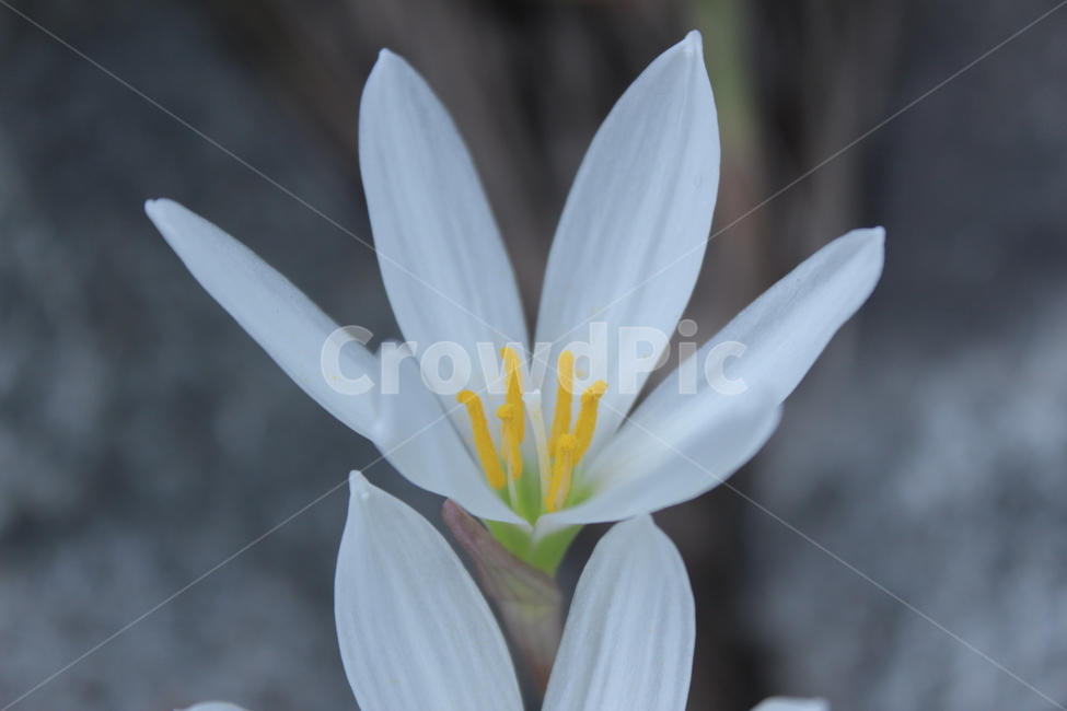 꽃,flower,흰꽃,whiteflower,자연