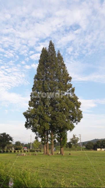 나무,하늘,자연,풍경,구름,잔디,sky,tree,여름,경치,산