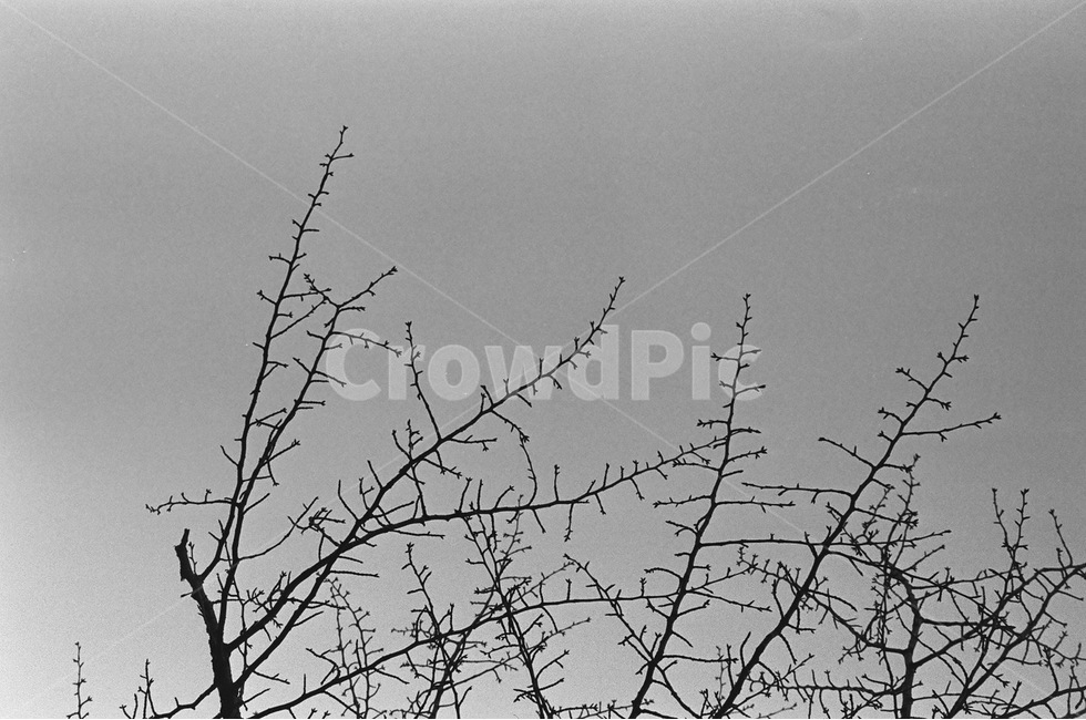 나무,나뭇가지,하늘,흑백,tree,black,sky,흑백,모노톤,monochrome,black and white