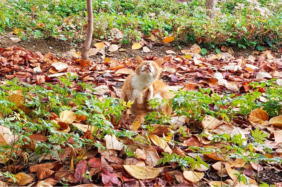 고양이,보호색,치즈고양이,길냥이,가을,낙엽,가을,계절,fall,autumn,season,동물,animal,포유류,mammal,고양이,cat,kitten,kitty,ground,바닥,leaf,잎,plant,식물