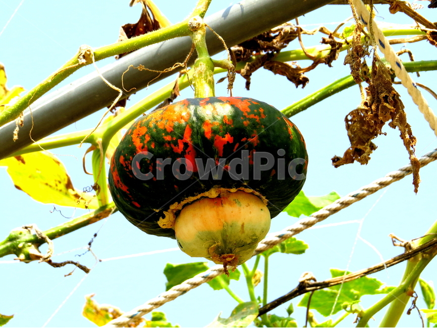 식물,호박,관상용호박,plant,pumpkin,식물,자연,plants,nature,채소,야채,vegetables