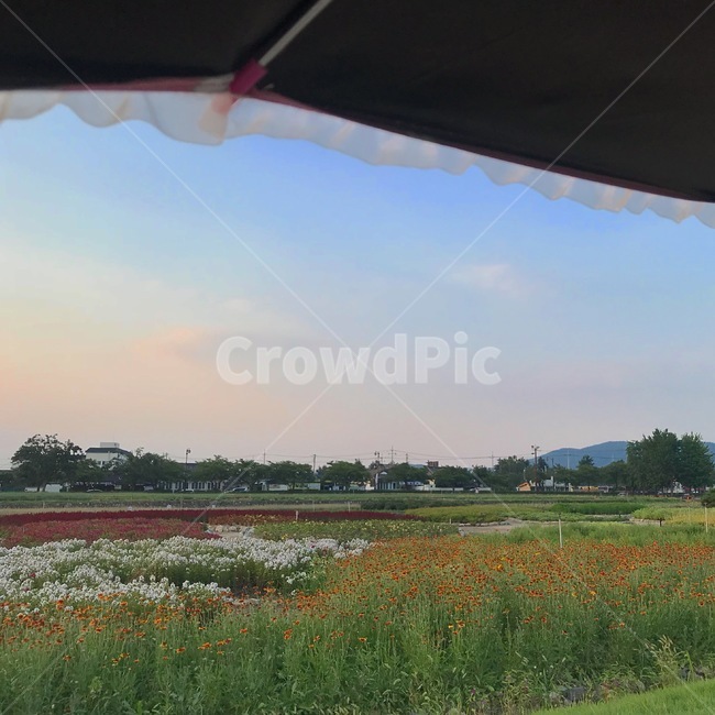 경주,하늘,파스텔,색감,저녁,레이스,꽃,자연,풍경,nature,landscape