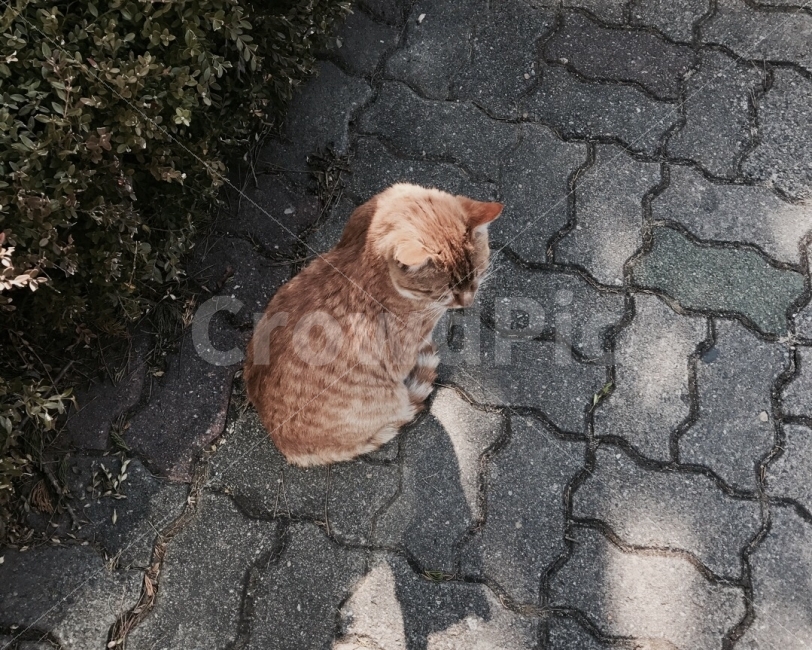 고양이,길냥이,길고양이,유기묘,cat,동물,animal,유기동물,straycat,alleycat,그림자,shadow,동물,animal,포유류,mammal,고양이,cat,kitten,kitty