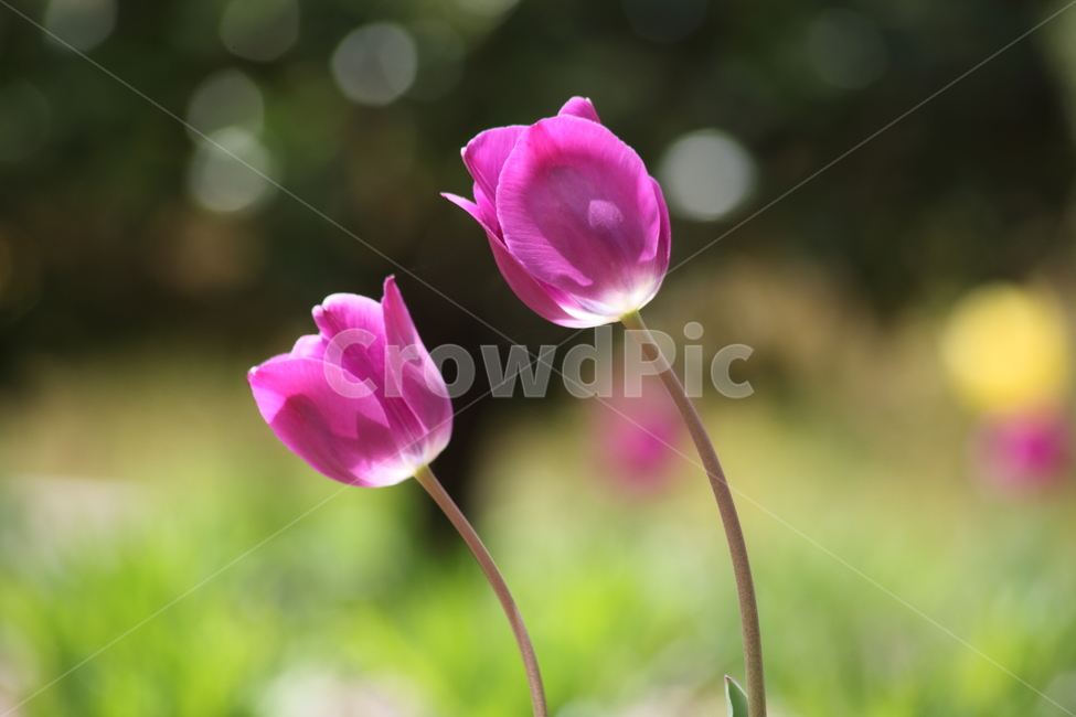 튤립,구근초,백합과,꽃,tulip