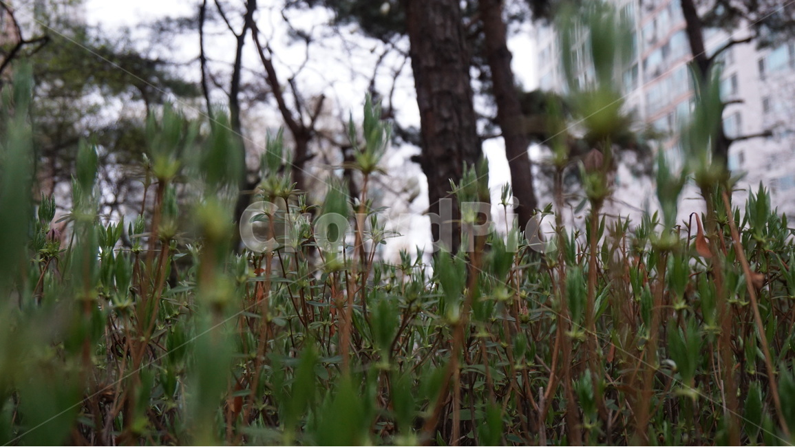 어두운날,풀,초록색,초점,풀속,식물,자연,plants,nature
