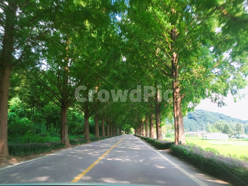 여름,도로,가로수길,나무,드라이브,화창한,봄,자연,풍경,nature,landscape,한국자연풍경,한국자연경관,korea nature landscape,road