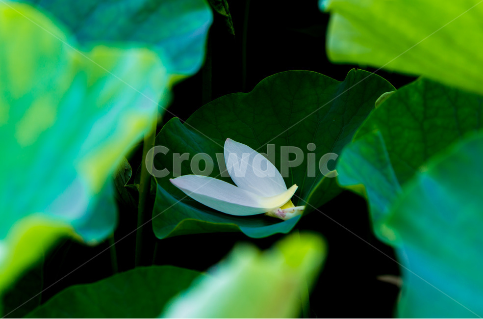 연꽃,꽃잎,낙화,문양,무늬,습지,식물,자연,plants,nature,꽃,flower