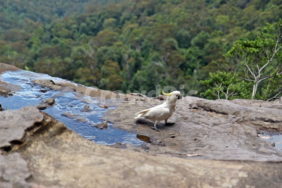 시드니,블루마운틴,sydney,bluemountain,앵무새,자연,풍경,nature,landscape,해외,외국,세계,foreign,oversea,world,세계자연풍경,해외자연풍경,외국자연풍경,world nature landscape,동물,animal,조류,새,birds,bird