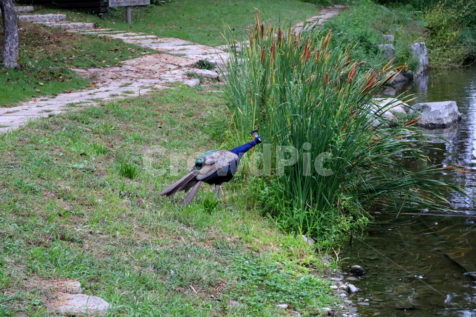 새,조류,공작,공작새,꿩과,동물,동물,animal,조류,새,birds